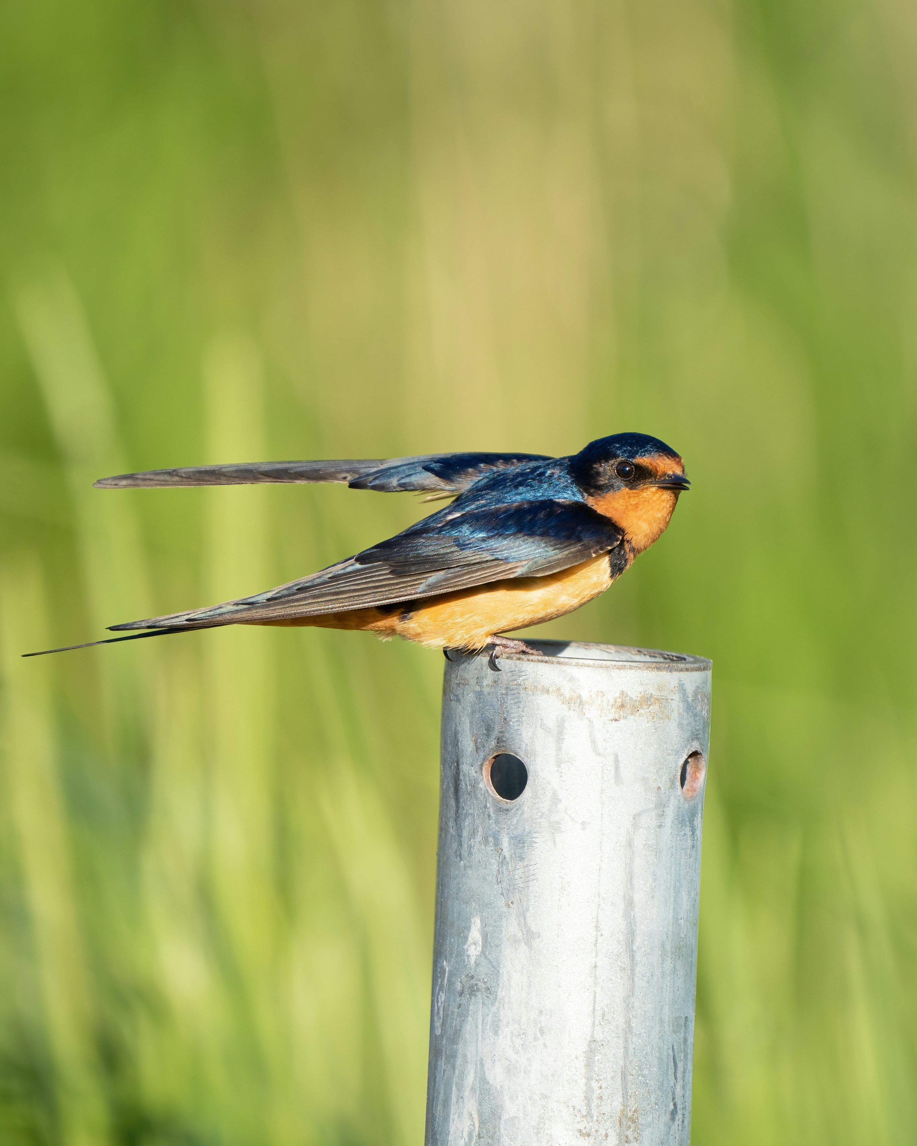 brown and black bird on gray wooden post during daytime